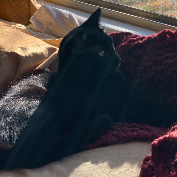 Meet your Posher, Emerald - Picture 1 of 1